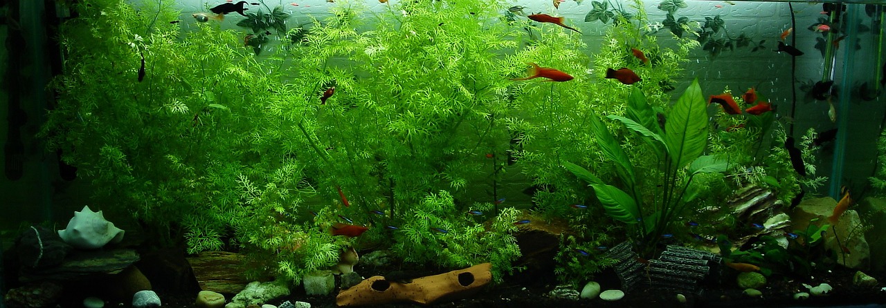 L'aquarium et l'aquariophilie moderne avec